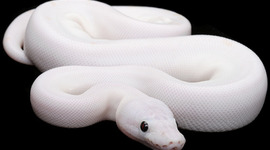 Timeline: Winter Quarter Independent Study