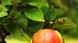 Timeline: Isaac Newton