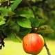 Apple 1