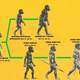 Evolucion del hombre 1