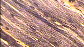 Timeline: anatomy and physiology/ chemistry