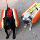 Hot dogs