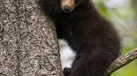 Timeline: The Awesome History of Virginia