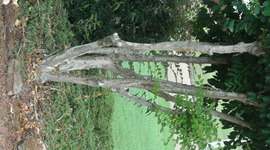 Timeline: History of Wyomming