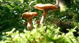 Timeline: Científicos del siglo XVIII