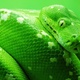Green snake 4 1366x768