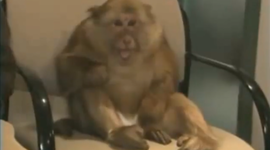 Timeline: Geschichte der Gastarbeiter - Laut Casper und Thomas