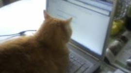 Timeline: Mock Trial 2010