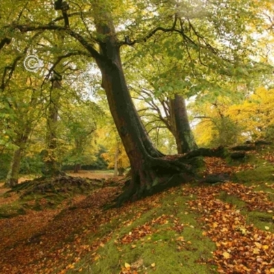 Timeline: New Forest management plan