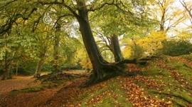 Timeline: New Forest management plan