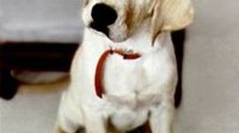 Timeline: IRP Trimester 2. Book: Marley & Me. Author: John Grogan. Genre: Memoir. By: Jack Shirley