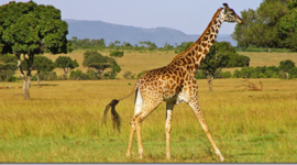 Timeline: Línea del tiempo(2)