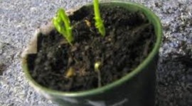 Timeline: Bean Plant Experiment