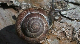 Timeline: Pireti õpimapp