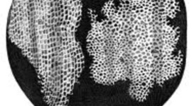 Timeline: Cell Theory Timeline