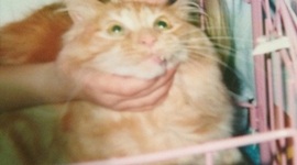 Timeline: La Vida de Baylee Overmyer