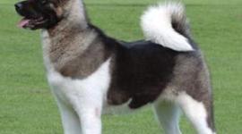 Timeline: Dog Timeline by N.A.T.