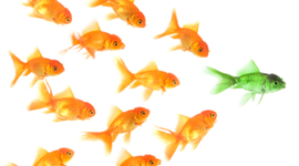 Timeline: Leadership Experience Timeline