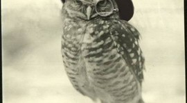 Timeline: Infancia del Mundo