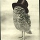 Vintage owl 171126 439 600 large