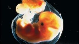 Timeline: Embryos Development
