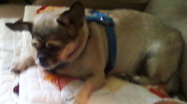 Timeline: My adventure with cats