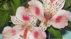 Timeline: evolucion microsoft