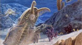 Timeline: Cambrian 570M-500M