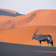 Oryx antelope