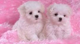 Timeline: MI HERMOSA VIDAAAA