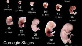 Timeline: embryos development