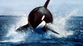 Timeline: Whale Evolution