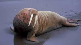 Timeline: Modern Era