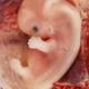 Embryo