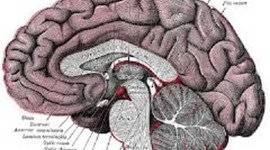 Timeline: History of Psychology