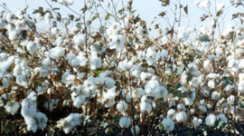 Timeline: Inventions