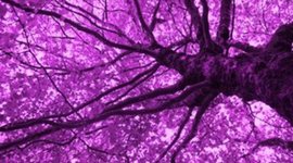 Timeline: I will plant you a lilac tree