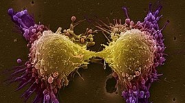 Timeline: Historical Development of the Cell Theory