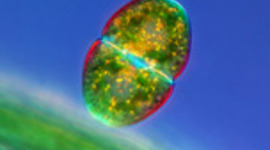 Timeline: Major Advances in Cell Theory