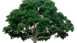 Timeline: SCS  CCES  Implementation