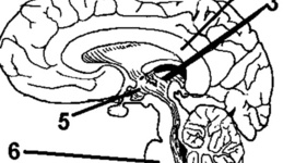 Timeline: History of Psychology Ellis