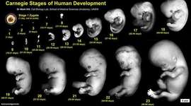 Timeline: Drew (BABY)