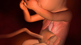 Timeline: Fetal Development