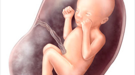 Timeline: development of a baby