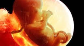 Timeline: Baby timeline