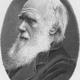 Hw darwin
