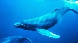 Timeline: Life of Wadley the Humpback Whale