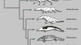 Timeline: Whale Evolution