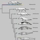 Evolution of whales1