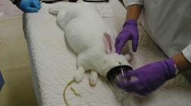 Timeline: Veterinary School- Emily Perea